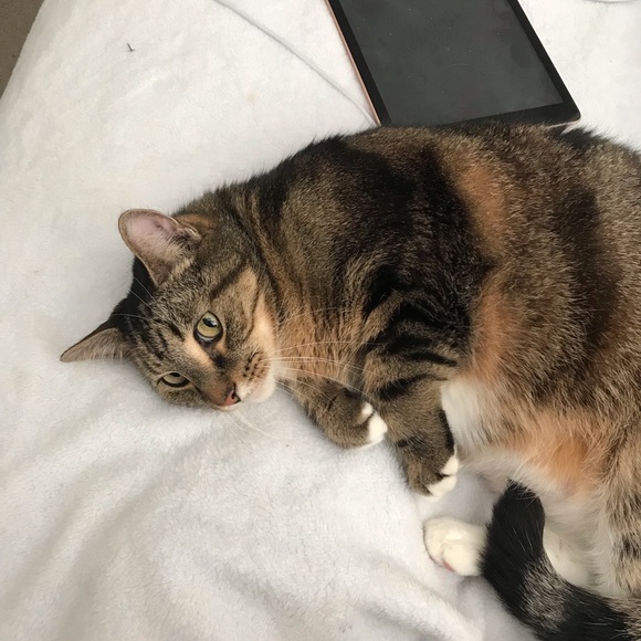 Meet your Posher, Lisa ann - Picture 4 of 4